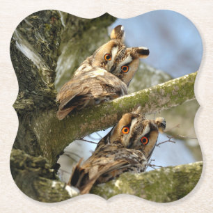 Two Owls in the Woods, birds, wildlife Paper Coaster