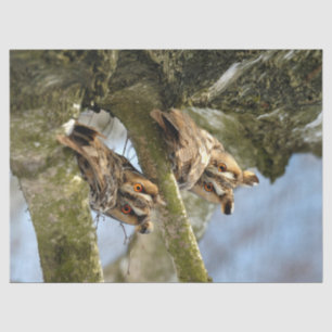 Two Owls in the Woods, birds, wildlife Tissue Paper