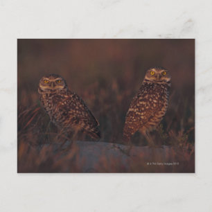 Two Owls on Sand Postcard