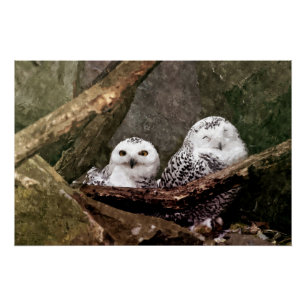 Two Owls Poster