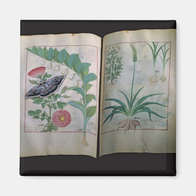 Two pages depicting Rose and Garlic Magnet (Front)