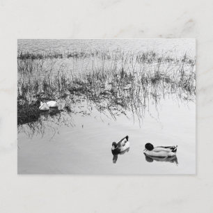 Two Pairs of Ducks in Black and White Postcard