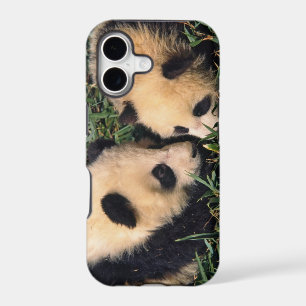 Two panda cubs in the bamboo bush, Wolong,