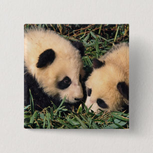 Two panda cubs in the bamboo bush, Wolong, 15 Cm Square Badge