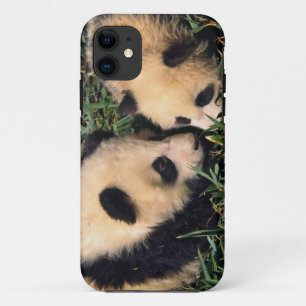Two panda cubs in the bamboo bush, Wolong, Case-Mate iPhone Case
