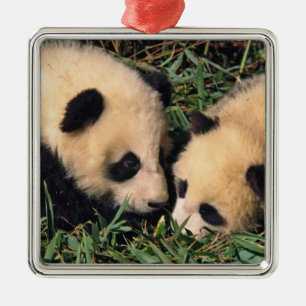 Two panda cubs in the bamboo bush, Wolong, Metal Tree Decoration
