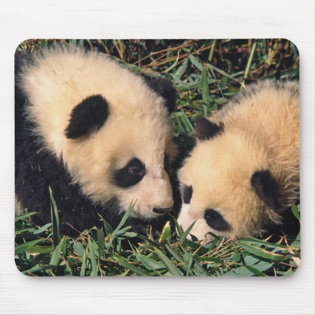 Two panda cubs in the bamboo bush, Wolong, Mouse Pad (Front)