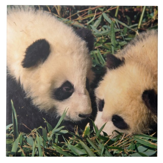 Two panda cubs in the bamboo bush, Wolong, Tile (Front)