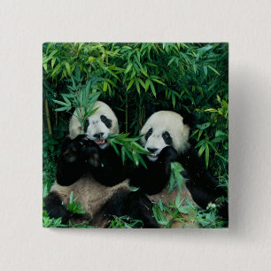 Two pandas eating bamboo together, Wolong 15 Cm Square Badge