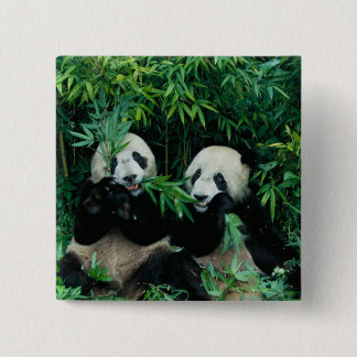 Two pandas eating bamboo together, Wolong 15 Cm Square Badge