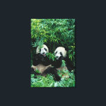 Two pandas eating bamboo together, Wolong Canvas Print<br><div class="desc">COPYRIGHT Keren Su / DanitaDelimont.com | AS07 KSU1111.jpg | Two pandas eating bamboo together,  Wolong,  Sichuan,  China</div>