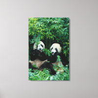 Two pandas eating bamboo together, Wolong