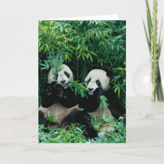 Two pandas eating bamboo together, Wolong Card
