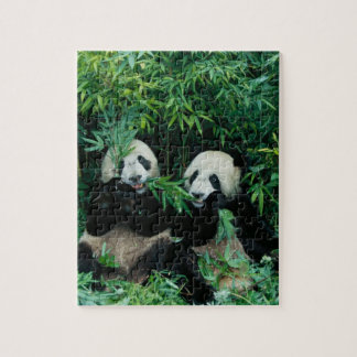 Two pandas eating bamboo together, Wolong Jigsaw Puzzle
