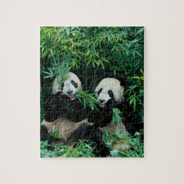 Two pandas eating bamboo together, Wolong Jigsaw Puzzle (Vertical)
