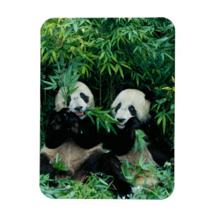 Two pandas eating bamboo together, Wolong Magnet