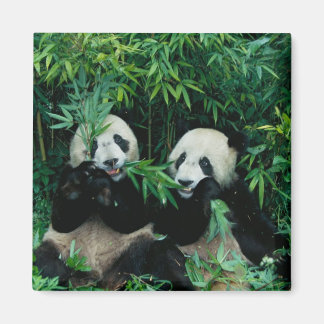 Two pandas eating bamboo together, Wolong Magnet