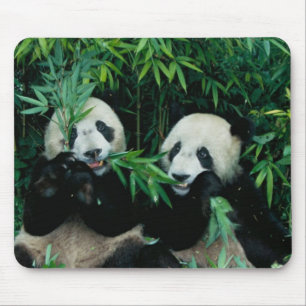 Two pandas eating bamboo together, Wolong Mouse Pad