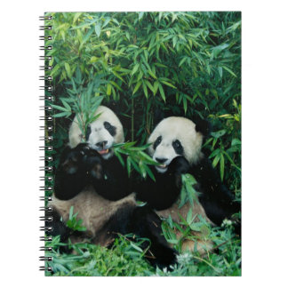 Two pandas eating bamboo together, Wolong Notebook