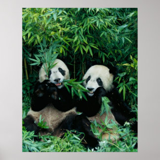 Two pandas eating bamboo together, Wolong Poster
