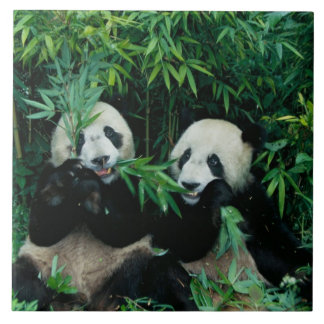 Two pandas eating bamboo together, Wolong Tile