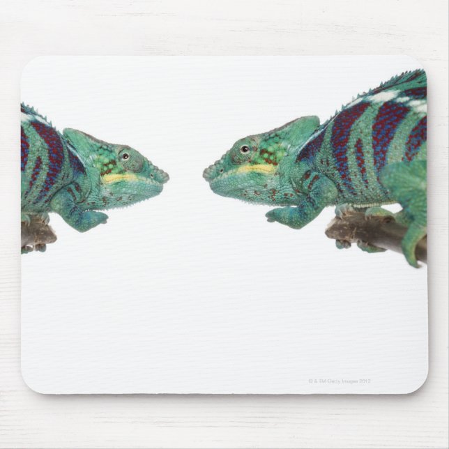 Two Panther Chameleons Nosy Be (Furcifer) Mouse Pad (Front)