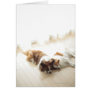 Two Papillion sleeping