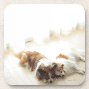 Two Papillion sleeping Coaster