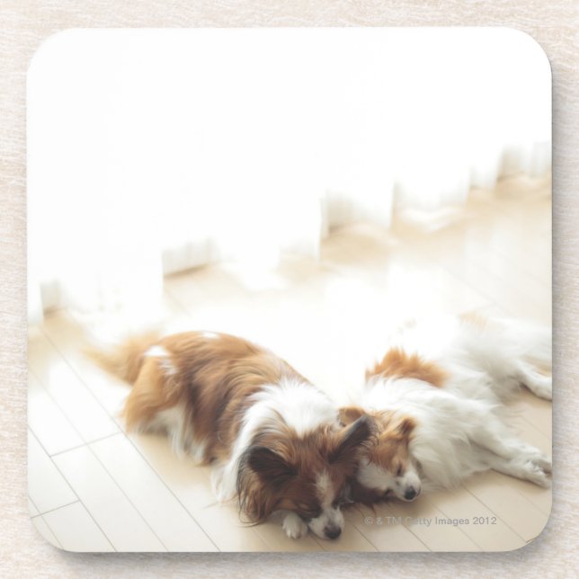 Two Papillion sleeping Coaster (Front)