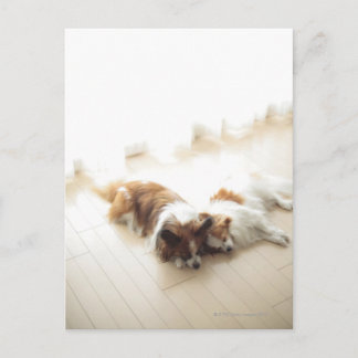 Two Papillion sleeping Postcard