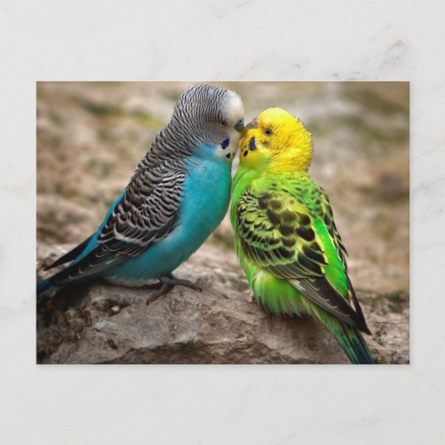 Two Parakeets Postcard (Front)
