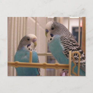 Two Parakeets Postcard