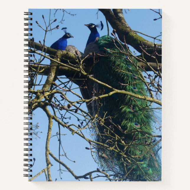 Two Peacocks in a Tree Notebook (Front)