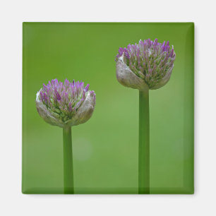 'Two Peas In A Pod' Wildflowers Magnet
