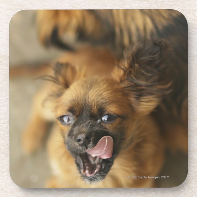 Two Pekingese dogs. Coaster (Front)