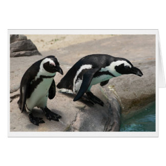 Two Penguins Photo Card