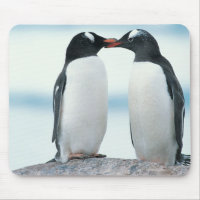 Two Penguins touching beaks