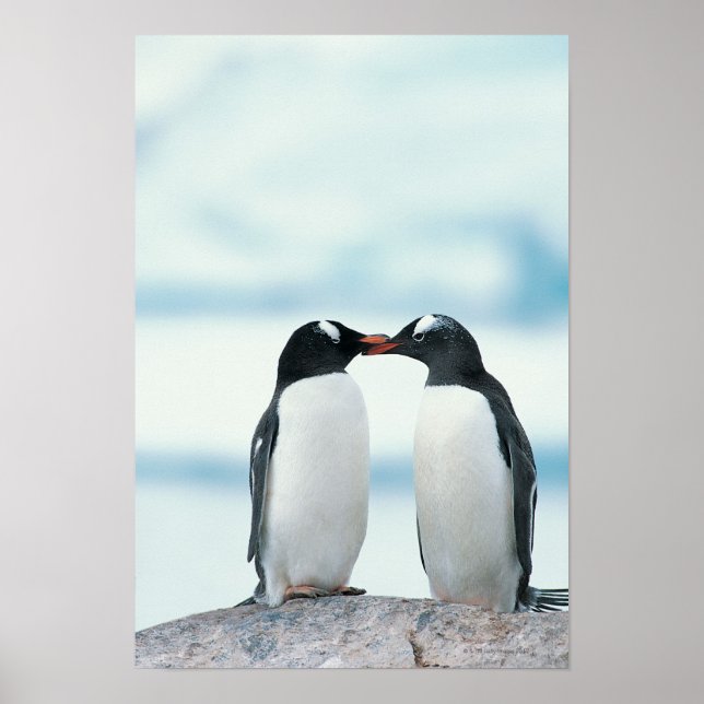 Two Penguins touching beaks Poster (Front)