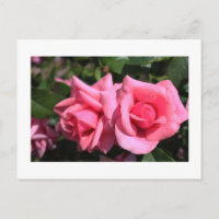 two perfect hot pink rose flowers. love