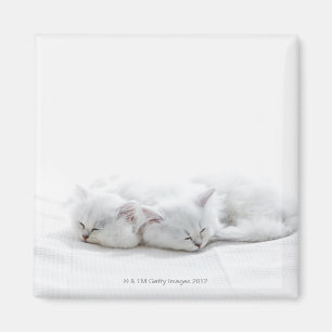 Two Persian Kittens Magnet