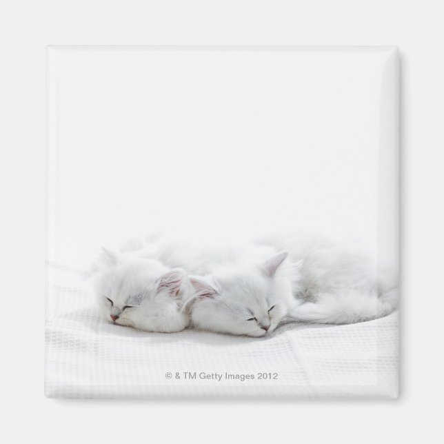 Two Persian Kittens Magnet (Front)