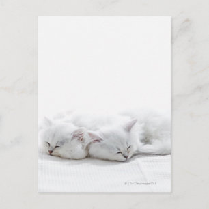 Two Persian Kittens Postcard