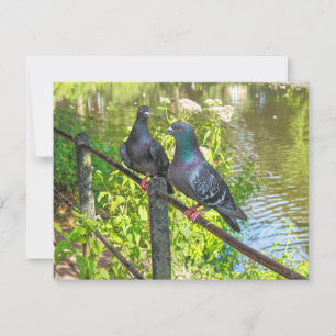 Two Pigeons. Roath Park Lake, Cardiff, Wales