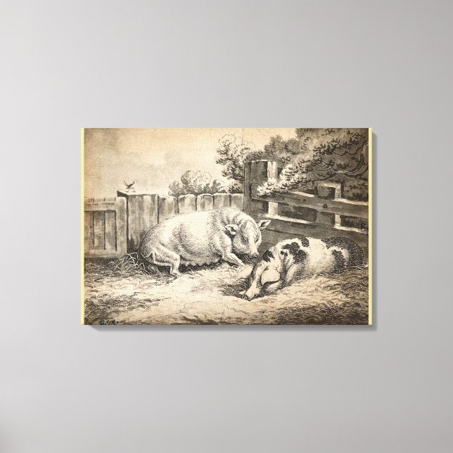 Two Pigs Lying in Straw in an Outdoor Pen Canvas Print (Front)