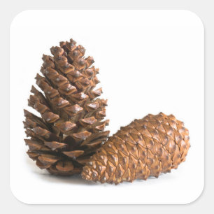 Two pinecones square sticker