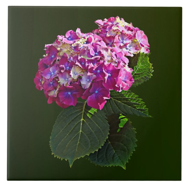 Two Pink Hydrangea Tile (Front)