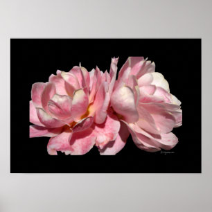 Two Pink Roses Poster Black Print