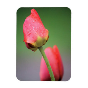 Two Pink Tulips Magnet