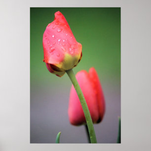 Two Pink Tulips Poster