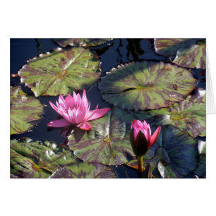 Two Pink Water Lilies